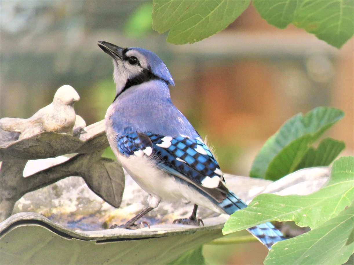 * Bluejay on a Branch Tempered Glass CuttingBoard Trivet