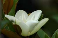 * Floral White Magnolia Glass Cuttingboard Trivet