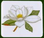 _Magnolia-on White Square Gas Metal Burner Covers _Magnolia-on White Square Gas Metal Burner Covers