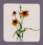 ~ Daisy-square Metal Burner Cover ~ Daisy-square Metal Burner Cover