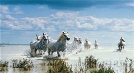 Moving Picture Horses in Water -SML Moving Picture Horses in Water -SML