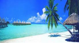 Moving Picture Palm Tree at Beach -SML Moving Picture Palm Tree at Beach -SML