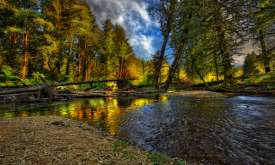 Moving Picture River in the Forest -SML Moving Picture River in the Forest -SML