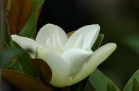 * Floral White Magnolia Glass Cuttingboard Trivet * Floral White Magnolia Glass Cuttingboard Trivet