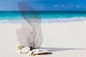 * Beach Sea Fan Coastal Glass Cuttingboard Trivet