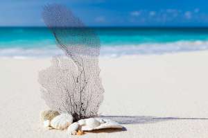 * Beach Sea Fan Coastal Glass Cuttingboard Trivet * Beach Sea Fan Coastal Glass Cuttingboard Trivet