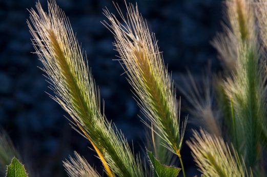 Swap Wheat Flours for Gluten Free Oat Flour